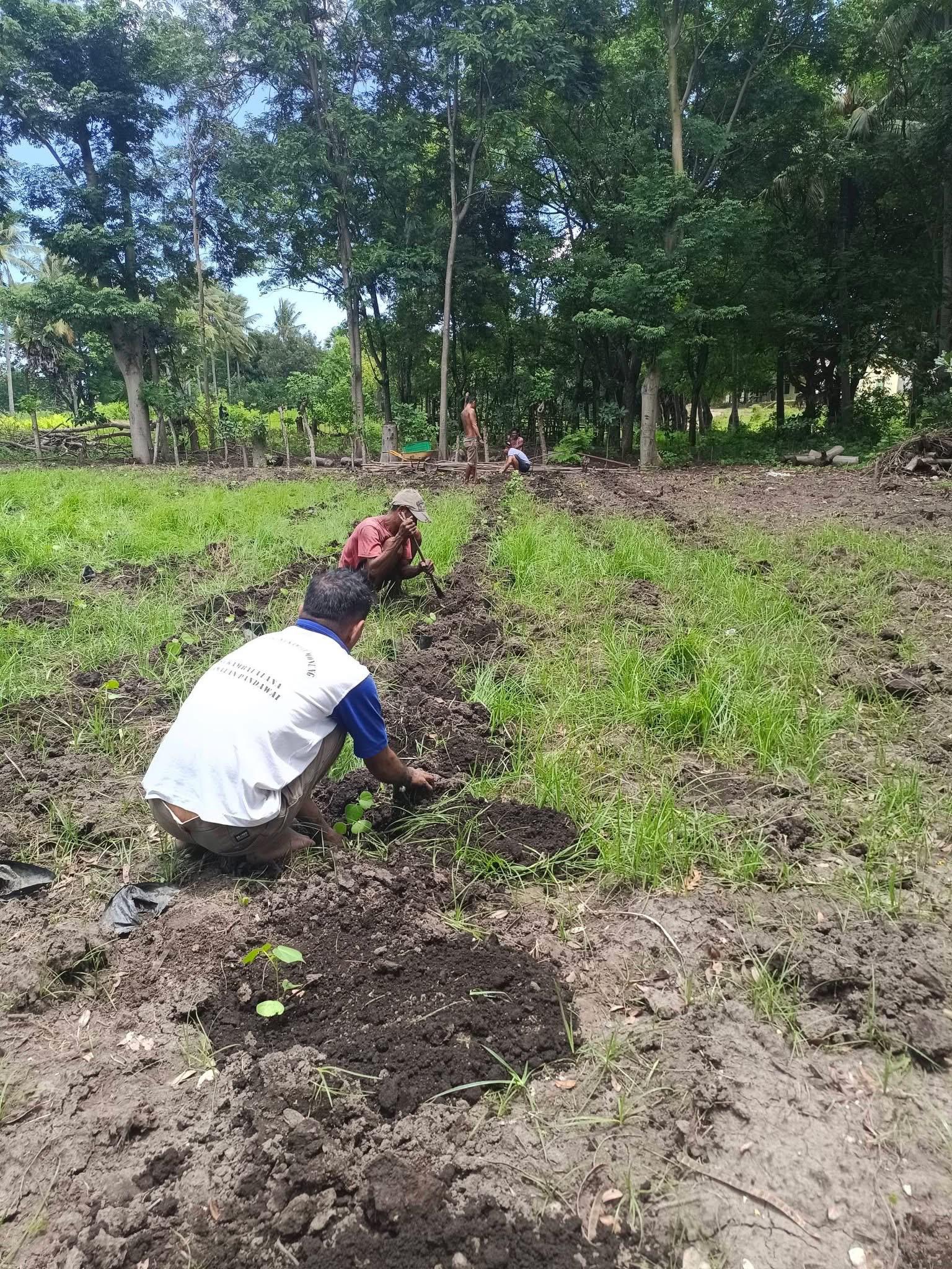 Budidaya tanaman pewarna alam di kebun koperasi